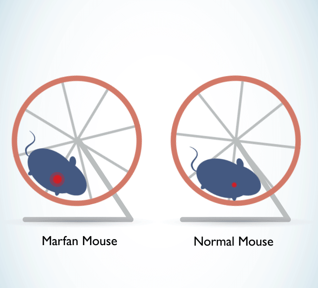 Marfan mice
