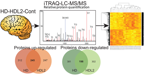 HD vs HDL2 proteome