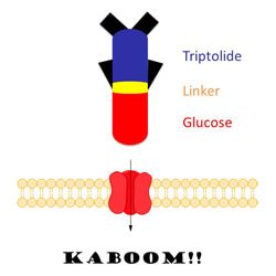 a diagram of glutriptolide entering a cancer cell and blowing it up