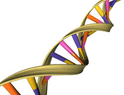 DNA's double helix
