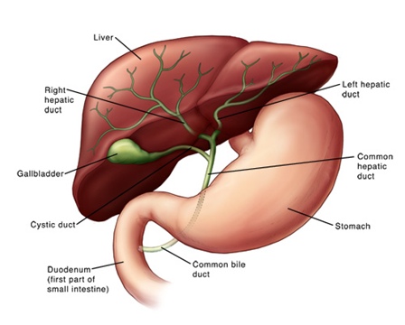 Illustration of liver and biliary system